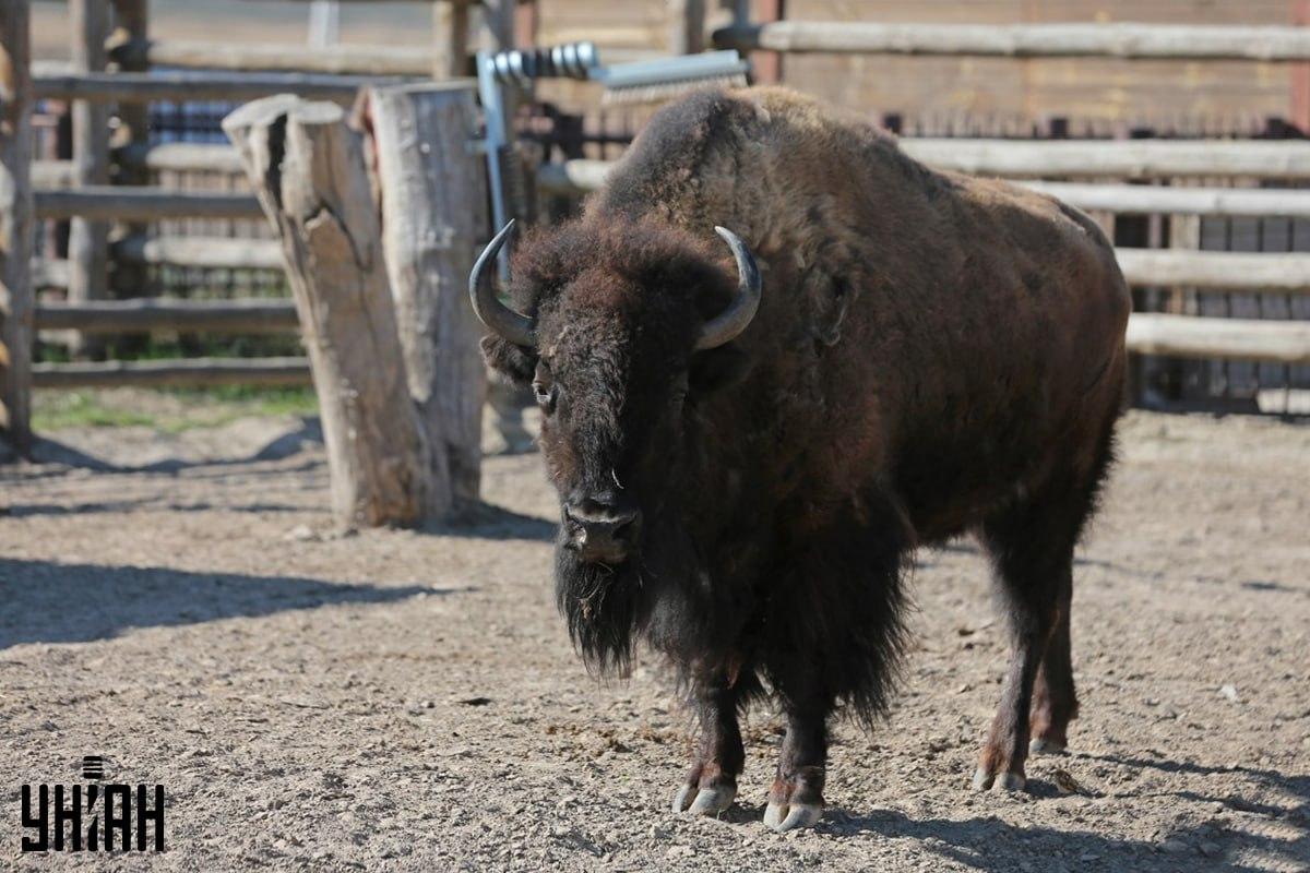 Prøv at finde spurven på puslespillet i tide / collage med Moje-foto Prøv at finde spurven på puslespillet på tid / collage med Moje-foto