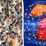 Alle ser giraffer, men du skal finde en utæmmet ged