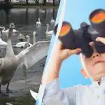 Alle ser sangsvaner, men kun en unikum finder en and